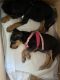 Rottweiler Puppies for sale in Gaithersburg, MD, USA. price: NA