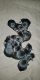 Rottweiler Puppies for sale in Staunton, IL 62088, USA. price: $800