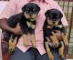 Rottweiler Puppies for sale in Erukkancheri, Kodungaiyur, Chennai, Tamil Nadu, India. price: 12000 INR