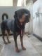 Rottweiler Puppies for sale in Kurnool, Andhra Pradesh, India. price: 50000 INR
