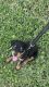 Rottweiler Puppies for sale in Pembroke Pines, FL, USA. price: $2,000