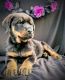Rottweiler Puppies for sale in Dade City, FL, USA. price: $1,200