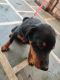 Rottweiler Puppies for sale in Sector 17 Dwarka, Kakrola, Delhi, 110075, India. price: 5000 INR