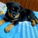 Rottweiler Puppies for sale in Poonamallee, Chennai, Tamil Nadu, India. price: 20 INR