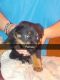 Rottweiler Puppies for sale in Nacogdoches, TX, USA. price: NA