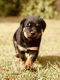 Rottweiler Puppies for sale in Wilson, NC, USA. price: $1,000