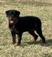 Rottweiler Puppies for sale in Wichita Falls, TX, USA. price: NA