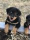 Rottweiler Puppies for sale in Rockvale, TN, USA. price: NA