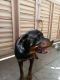 Rottweiler Puppies for sale in Kothrud, Pune, Maharashtra, India. price: 15000 INR
