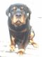 Rottweiler Puppies for sale in Ludhiana, Punjab, India. price: 16000 INR