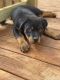 Rottweiler Puppies for sale in Dacula, GA 30019, USA. price: $1,500