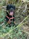 Rottweiler Puppies for sale in Zahirabad, Telangana, India. price: 50000 INR