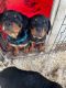 Rottweiler Puppies for sale in Battle Ground, WA, USA. price: $125,000