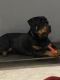 Rottweiler Puppies for sale in O'Fallon, MO, USA. price: $900