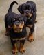 Rottweiler Puppies for sale in Kent, WA, USA. price: NA