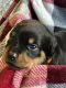 Rottweiler Puppies for sale in Indianapolis, IN, USA. price: $1,500