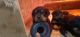 Rottweiler Puppies for sale in Tracy, CA, USA. price: NA