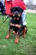 Rottweiler Puppies for sale in Cincinnati, OH, USA. price: NA