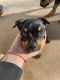 Rottweiler Puppies for sale in 1804 NW 145th St, Edmond, OK 73013, USA. price: $1,000