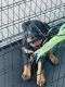 Rottweiler Puppies for sale in Hollywood, CA 90028, USA. price: $1,200