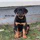 Rottweiler Puppies for sale in New York, NY, USA. price: $2,000