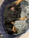 Rottweiler Puppies for sale in Hialeah, FL 33012, USA. price: $2,000