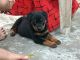 Rottweiler Puppies for sale in Kharagpur, West Bengal, India. price: 10000 INR
