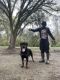 Rottweiler Puppies for sale in West Ashley, Charleston, SC, USA. price: NA