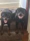 Rottweiler Puppies for sale in East Prospect, PA 17317, USA. price: NA