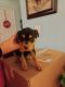 Rottweiler Puppies for sale in Lafayette, IN, USA. price: NA