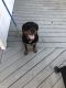 Rottweiler Puppies for sale in Wallace, NC, USA. price: $2,000