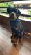 Rottweiler Puppies for sale in Nizampet, Hyderabad, Telangana, India. price: NA