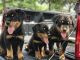 Rottweiler Puppies for sale in Dallas, TX, USA. price: $600