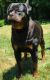Rottweiler Puppies for sale in South Bend, IN, USA. price: $2,500