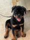 Rottweiler Puppies for sale in Franklinton, NC 27525, USA. price: $1,500