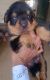 Rottweiler Puppies for sale in Meerut, Uttar Pradesh, India. price: 40000 INR