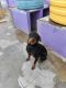Rottweiler Puppies for sale in Hosur, Tamil Nadu, India. price: 2000 INR