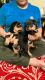 Rottweiler Puppies for sale in Bengaluru, Karnataka, India. price: 9000 INR