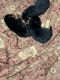 Rottweiler Puppies for sale in Crowley, LA 70526, USA. price: NA