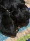 Rottweiler Puppies for sale in Hague, VA 22469, USA. price: NA