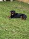 Rottweiler Puppies for sale in Columbus, OH, USA. price: $800