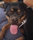 Rottweiler Puppies for sale in Menifee, CA 92584, USA. price: NA