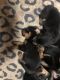 Rottweiler Puppies for sale in Fayetteville, NC, USA. price: NA