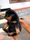 Rottweiler Puppies for sale in Thiruvananthapuram, Kerala, India. price: 15 INR