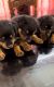 Rottweiler Puppies for sale in Thachottukavu, Peyad, Kerala 695573, India. price: 7000 INR