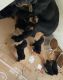 Rottweiler Puppies for sale in Riverside, CA, USA. price: $800