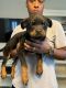 Rottweiler Puppies for sale in La Marque, TX, USA. price: NA