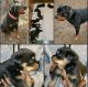 Rottweiler Puppies for sale in La Plata, MD 20646, USA. price: $1,500