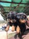 Rottweiler Puppies for sale in Rewa, Madhya Pradesh, India. price: 13000 INR