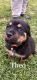 Rottweiler Puppies for sale in Atwater, OH 44201, USA. price: $1,000